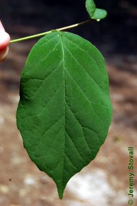 Styracaceae Halesia diptera - two-wing silverbell: Leaf, alternate, simple, oval in shape, margin wavy to entire, prominently acuminate tip.