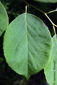 Styracaceae Halesia diptera - two-wing silverbell: Leaf, alternate, simple, oval in shape, margin wavy to entire, prominently acuminate tip.