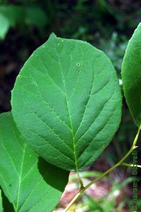 Styracaceae Halesia diptera - two-wing silverbell: Leaf, alternate, simple, oval in shape, margin wavy to entire, prominently acuminate tip.