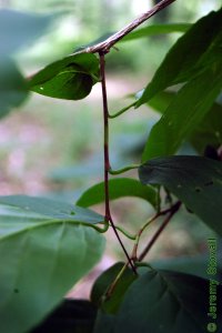 Styracaceae Halesia diptera - two-wing silverbell: Twig showing petioles emerging as typical at right angles.