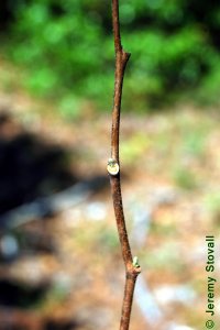 Styracaceae Halesia diptera - two-wing silverbell: Twig showing alternate leaf arrangement.
