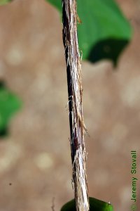 Styracaceae Halesia diptera - two-wing silverbell: Twig showing alternate leaf arrangement and shreddy, peely, bark.