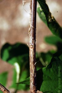 Styracaceae Halesia diptera - two-wing silverbell: Twig showing alternate leaf arrangement and shreddy, peely, bark.