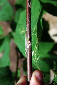 Styracaceae Halesia diptera - two-wing silverbell: Twig showing alternate leaf arrangement and shreddy, peely, bark.