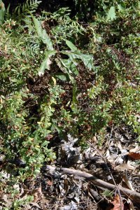 Clusiaceae Hypericum spp. - Saint Johnswort: Form, a small (less than 2 feet tall) shrub.