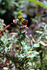 Clusiaceae Hypericum spp. - Saint Johnswort: Leaves, opposite, simple, small (less than 1 inch long).  Fruit, capsule, also visible.