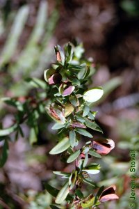 Clusiaceae Hypericum spp. - Saint Johnswort: Leaves, opposite, simple, small (less than 1 inch long).  Fruit, capsule, also visible.