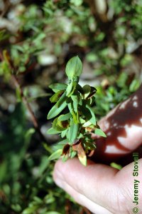 Clusiaceae Hypericum spp. - Saint Johnswort: Leaves, opposite, simple, small (less than 1 inch long).  Fruit, capsule, also visible.