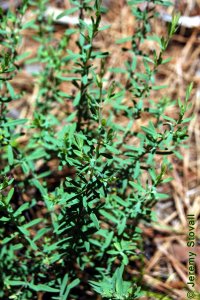 Clusiaceae Hypericum spp. - Saint Johnswort: Leaves, opposite, simple, small (less than 1 inch long).