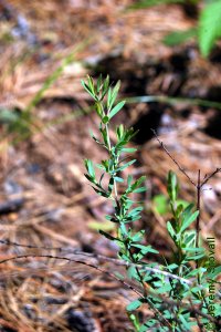 Clusiaceae Hypericum spp. - Saint Johnswort: Leaves, opposite, simple, small (less than 1 inch long).