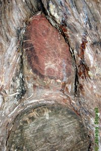 Cupressaceae Juniperus virginiana - eastern redcedar: Knot showing red to purple wood.