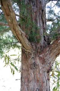 Cupressaceae Juniperus virginiana - eastern redcedar: Bark on a tree 12 inches in diameter at breast height.