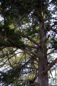 Cupressaceae Juniperus virginiana - eastern redcedar: Typical form in eastern Texas.