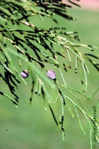 Cupressaceae Juniperus virginiana - eastern redcedar: Scale-like adult foliage and berry-like cones.