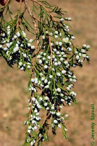 Cupressaceae Juniperus virginiana - eastern redcedar: Scale-like adult foliage and berry-like cones.