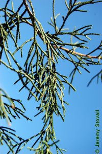 Cupressaceae Juniperus virginiana - eastern redcedar: Scale-like adult foliage.