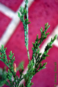 Cupressaceae Juniperus virginiana - eastern redcedar: Both scale-like adult foliage (right) and awl-like juvenile foliage (center) are visible.
