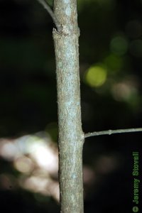 Oleaceae Ligustrum lucidum - glossy privet: Bark on a tree less than 1 inch in diameter at breast height.