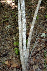 Oleaceae Ligustrum lucidum - glossy privet: Bark on a tree less than 1 inch in diameter at breast height.
