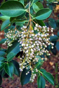 Oleaceae Ligustrum lucidum - glossy privet: Fruit, drupe, clustered.
