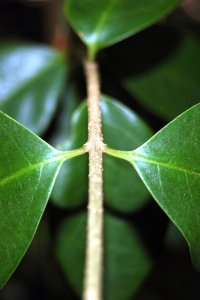 Oleaceae Ligustrum lucidum - glossy privet: Leaves, opposite, simple, thick, leathery, evergreen, large (more than 2 inches long).