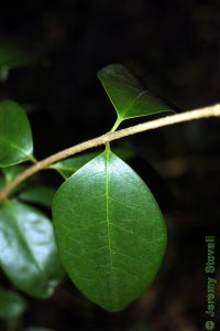 Oleaceae Ligustrum lucidum - glossy privet: Leaves, opposite, simple, thick, leathery, evergreen, large (more than 2 inches long).