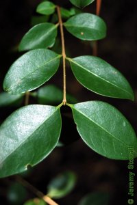 Oleaceae Ligustrum lucidum - glossy privet: Leaves, opposite, simple, thick, leathery, evergreen, large (more than 2 inches long).