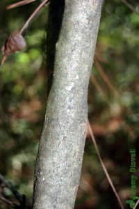 Oleaceae Ligustrum sinense - Chinese privet: Bark on a tree 1 inch in diameter at breast height.