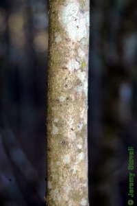 Oleaceae Ligustrum sinense - Chinese privet: Bark on a tree 1 inch in diameter at breast height.