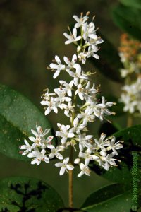 Oleaceae Ligustrum sinense - Chinese privet: Flowers, small, white, clustered.