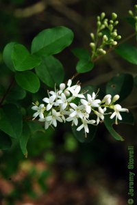 Oleaceae Ligustrum sinense - Chinese privet: Flowers, small, white, clustered.