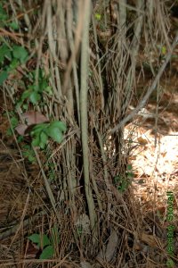 Oleaceae Ligustrum sinense - Chinese privet: Form showing the capability of this shrubby species to form dense thickets.