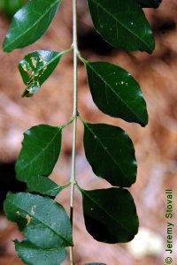 Oleaceae Ligustrum sinense - Chinese privet: Leaf, opposite, simple, semi-evergreen, small (less than 2 inches long).
