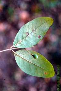 Oleaceae Ligustrum sinense - Chinese privet: Leaf, opposite, simple, semi-evergreen, small (less than 2 inches long).