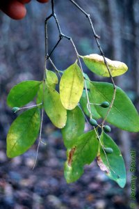 Oleaceae Ligustrum sinense - Chinese privet: Leaf, opposite, simple, semi-evergreen, small (less than 2 inches long).
