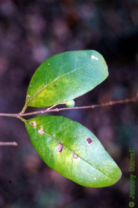 Oleaceae Ligustrum sinense - Chinese privet: Leaf, opposite, simple, semi-evergreen, small (less than 2 inches long).