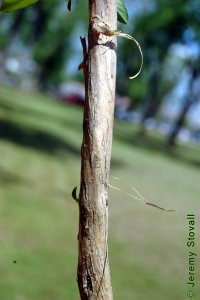Caprifoliaceae Lonicera japonica - Japanese honeysuckle: Bark on a 1 inch diameter vine.