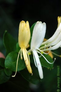 Caprifoliaceae Lonicera japonica - Japanese honeysuckle: Flowers with showy petals and long stamens.