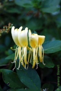 Caprifoliaceae Lonicera japonica - Japanese honeysuckle: Flowers with showy petals and long stamens.