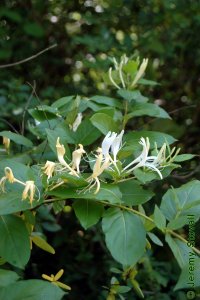Caprifoliaceae Lonicera japonica - Japanese honeysuckle: Flowers with showy petals and long stamens.