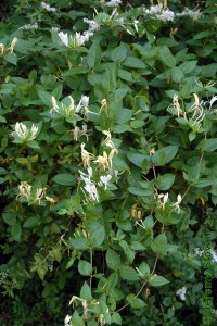Caprifoliaceae Lonicera japonica - Japanese honeysuckle: Form, a long, twining invasive vine that can aggressively overtake native vegetation.
