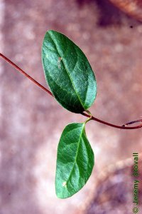 Caprifoliaceae Lonicera japonica - Japanese honeysuckle: Leaves, opposite, simple, on fuzzy vine.