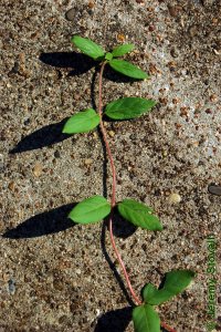 Caprifoliaceae Lonicera japonica - Japanese honeysuckle: Leaves, opposite, simple, on fuzzy vine.