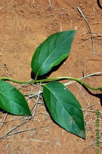 Caprifoliaceae Lonicera japonica - Japanese honeysuckle: Leaves, opposite, simple, on fuzzy vine.