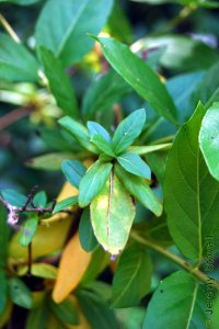 Caprifoliaceae Lonicera japonica - Japanese honeysuckle: Leaves, opposite, simple, on fuzzy vine, sometimes densely clustered near shoot tips.