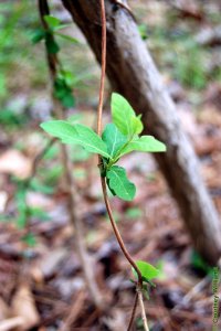 Caprifoliaceae Lonicera japonica - Japanese honeysuckle: Leaves, opposite, simple, on fuzzy vine.  Leaves sometimes have a coarsely toothed margin.