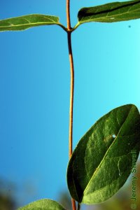 Caprifoliaceae Lonicera japonica - Japanese honeysuckle: Twig showing opposite leaf arrangement and lightly pubescent texture.