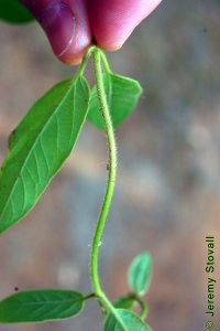 Caprifoliaceae Lonicera japonica - Japanese honeysuckle: Twig showing opposite leaf arrangement and lightly pubescent texture.