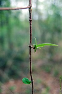Caprifoliaceae Lonicera japonica - Japanese honeysuckle: Twig showing opposite leaf arrangement and lightly pubescent texture.