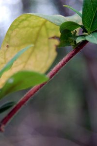 Caprifoliaceae Lonicera japonica - Japanese honeysuckle: Twig showing opposite leaf arrangement and lightly pubescent texture.